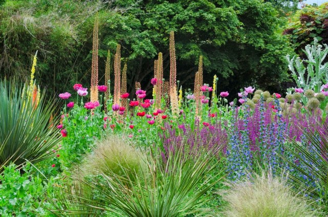 Эремурус Изабеллы "Спринг Вэлли Гибрид" (Eremurus x isabellinus 'Spring Valley Hybrids')