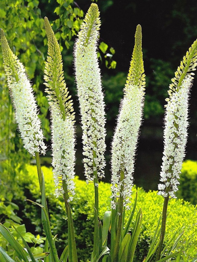 Эремурус гималайский (Eremurus himalaicus)