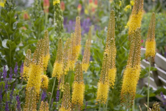 Эремурус, или Ширяш (Eremurus)