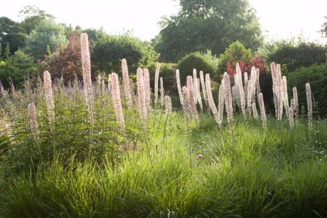 Эремурус Изабеллы "Романс" (Eremurus x isabellinus 'Romance')