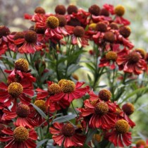 Гелениум (Helenium)