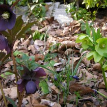 Морозник (Helleborus)