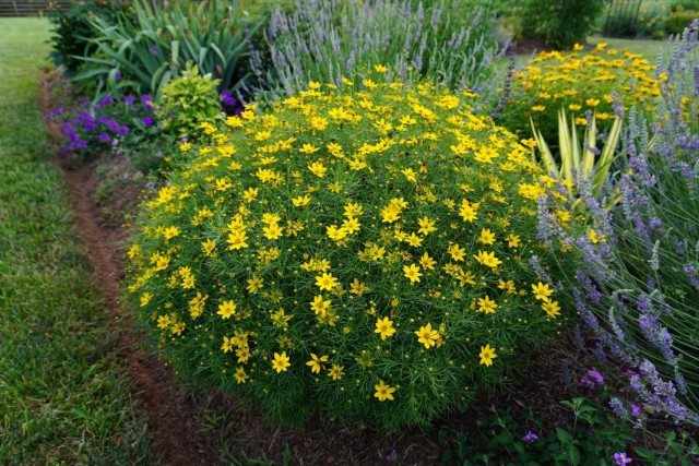 Кореопсис мутовчатый (Coreopsis verticillata)