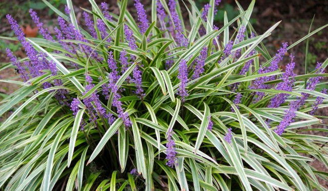 Лириопе мускари (Liriope muscari)