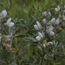 Люпин белый (Lupinus albus)