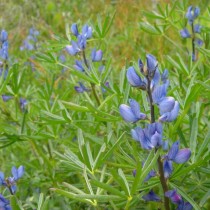 Люпин узколистный (Lupinus angustifolius)