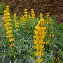 Люпин жёлтый (Lupinus luteus)