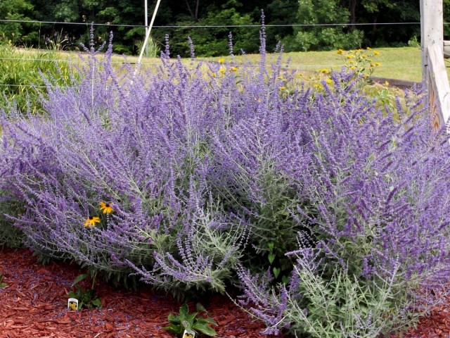 Перовския лебедолистная (Perovskia atriplicifolia)