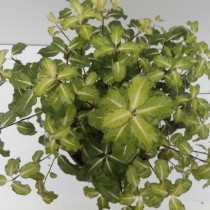 Смолосемянник тонколистный, или питтоспорум тонколистный (Pittosporum tenuifolium)