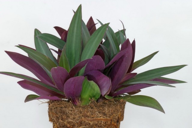 Традесканция разноцветная, или традескaнция покрывaльчатая (Tradescantia spathacea)