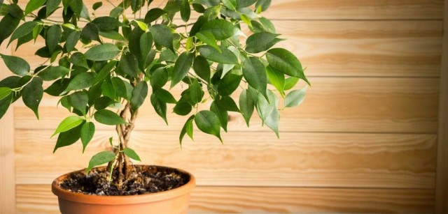 Фикус Бенджамина (Ficus benjamina)