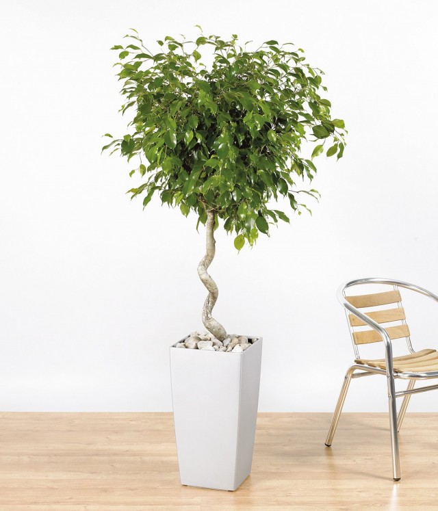 Фикус Бенджамина (Ficus benjamina)