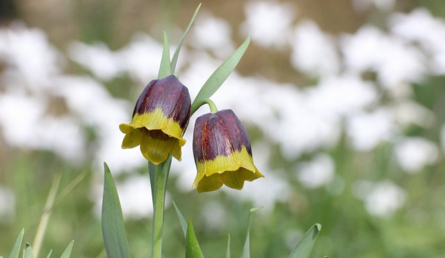 Рябчик (Fritillária)