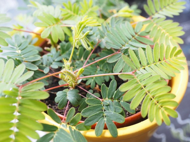 Мимоза стыдливая (Mimosa pudica)