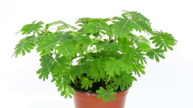 Мимоза стыдливая (Mimosa pudica)