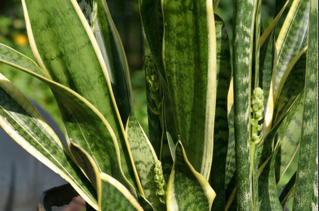 Сансевиерия трехполосая (Sansevieria trifasciata)