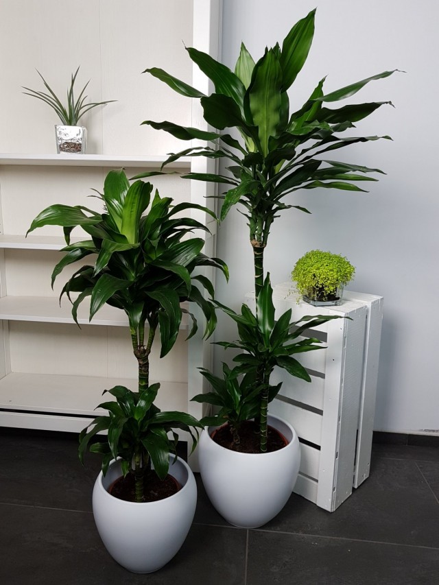 Драцена душистая (Dracaena fragrans)