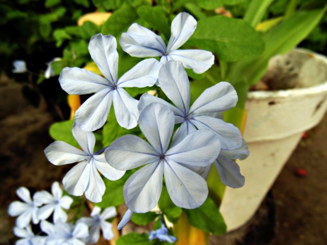 Свинчатка ушковидная или капская (Plumbago auriculata)