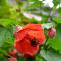 Гибридный абутилон (Abutilon x hybridum)