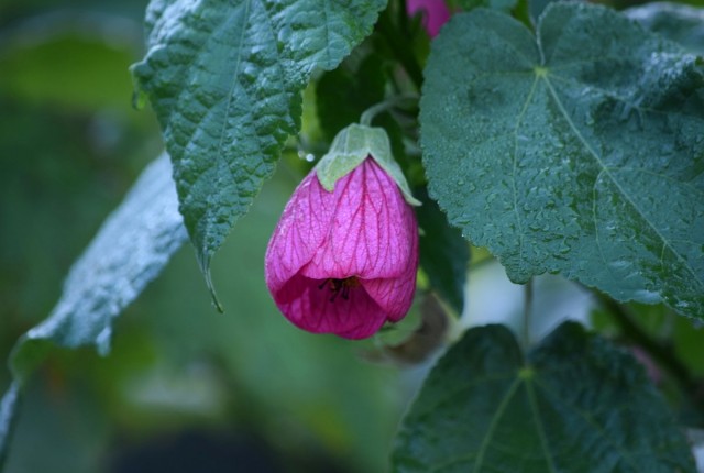 Абутилон гибридный (Abutilon x hybridum)