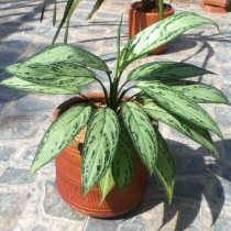 Аглаонема переменчивая (Aglaonema commutatum)