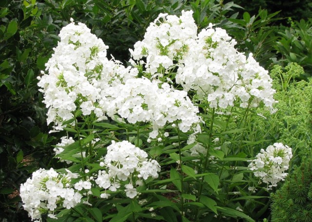 Флокс метельчатый (Phlox paniculata) «David»