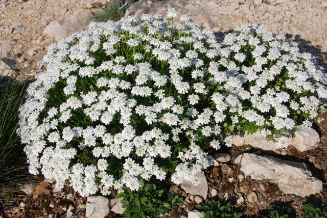 Иберис вечнозеленый (Iberis sempervirens)