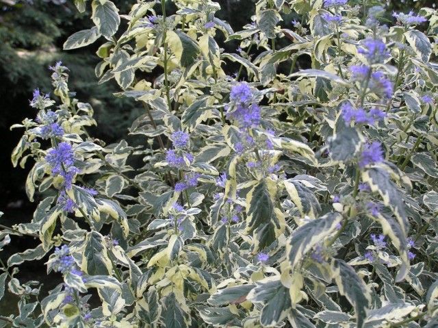 Кариоптерис (Caryopteris «White Surprise»)