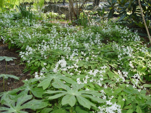 Горянка пышная «White Star» (Epimedium x youngianum)