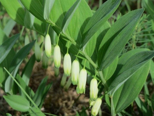 Купена душистая (Polygonatum х odoratum)