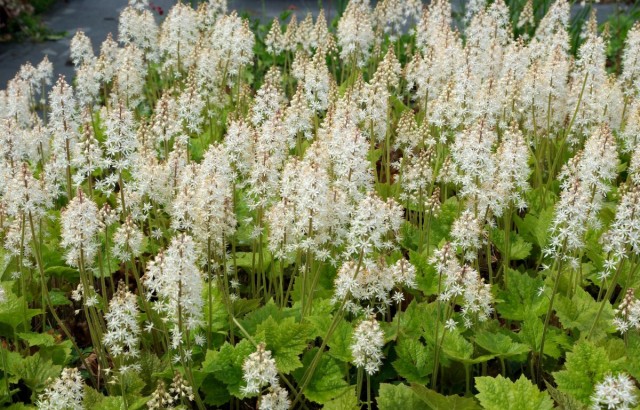 Тиарелла Верри (Tiarella wherryi)