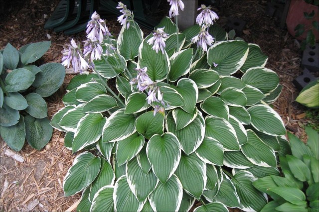 Хоста (Hosta)