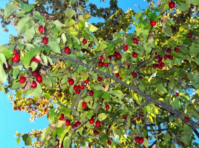 Кизил обыкновенный, или Кизил мужской (Cornus mas)