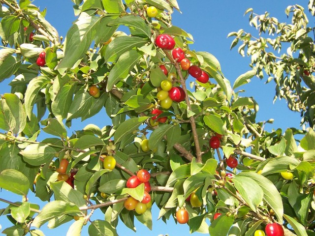 Кизил обыкновенный (Cornus mas)