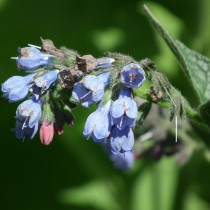 Окопник жесткий (Symphytum asperum)