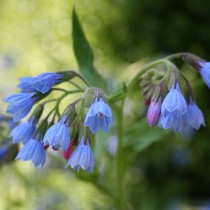 Окопник кавказский (Symphytum caucasicum)