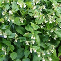 Окопник крупноцветковый (Symphytum grandiflorum)