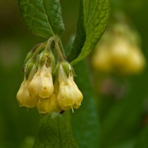 Окопник клубненосный (Symphytum tuberosum)