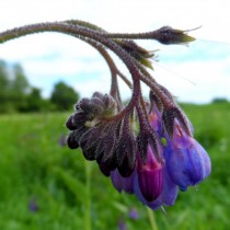 Окопник лекарственный (Symphytum officinale)