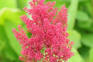 Астильба японская (Astilbe japonica)