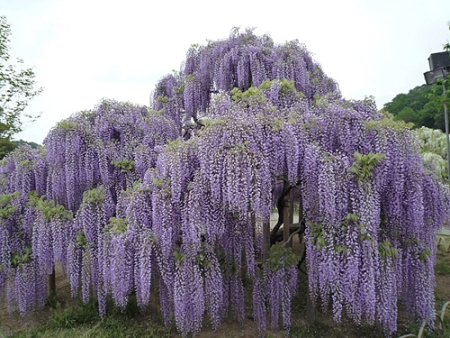 subscribe admin files 956 867 Wisteria florMurasaki Noda Сказочное растение глициния