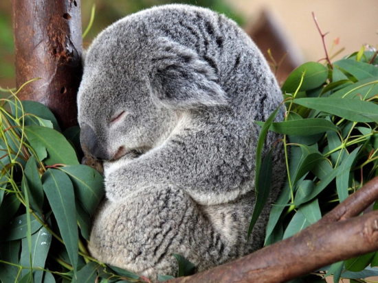 koala 03 550x413 Живые символы Австралии
