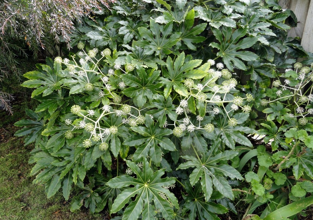 Фатсия японская (Аралия)