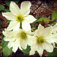 Clematis-Alba