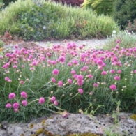 armeria_maritima