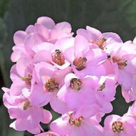 bergenia_