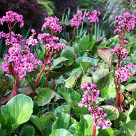 bergenia_sunningdale