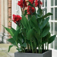 canna_indica