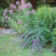 Eupatorium purpureum