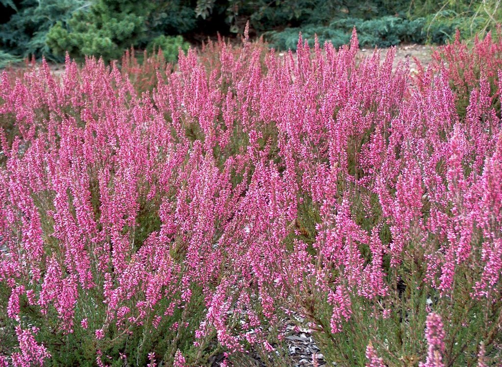 Вереск обыкновенный 'Aphrodite' Calluna vulgaris 